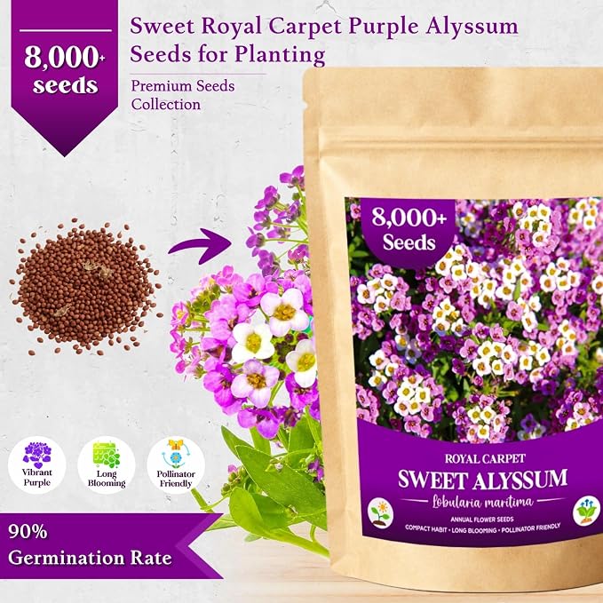 8000+ Purple Sweet Alyssum Seeds for Planting - Royal Carpet Alyssum Flower Seeds, Fragrant Ground Cover for Outdoor Gardens, Borders, Containers & Rock Gardens, Attracts Bees & Butterflies