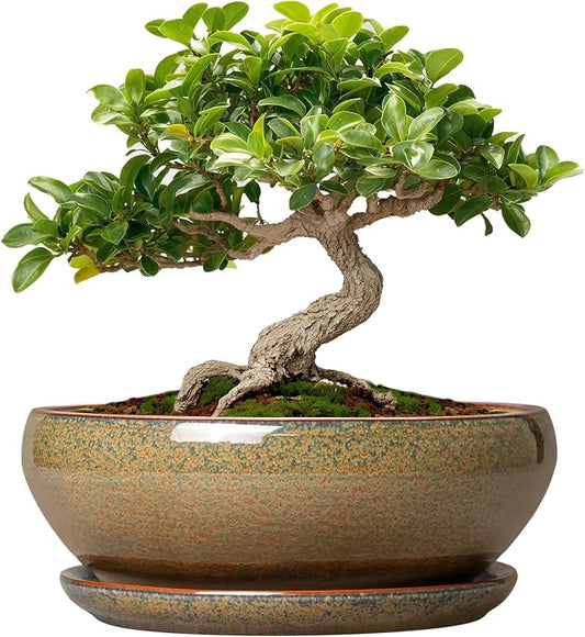 SQOWL Bonsai Pots Small - 6 Inch Ceramic Succulent Pots with Drainage Hole and Saucer, Shallow Round Planter for Indoor Plants Outdoor, Ceramic Cactus Planter, Patio Decor, Housewarming Gift, Brown