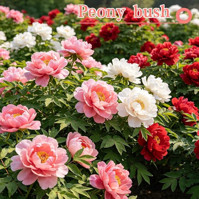 Peony Seeds (Paeonia lactiflora), Long-Lived Perennial Flowers, Large Fragrant Blooms, Lush Double-Style Landscape Focal Point, Pack of 50 Seeds