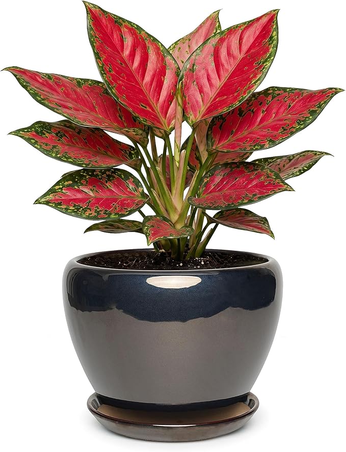 7.5 Inch Ceramic Plant Pot with Drainage Hole Mesh Net,Modern Gardening Pots for Indoor Plants with Saucer, Black