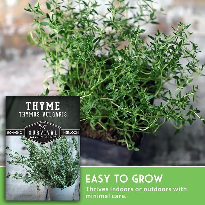 Thyme Seeds for Planting – Survival Garden Seeds (5 Packs) | English Thyme Seeds (Thymus Vulgaris) for Home Herb Gardens, Pots, and Kitchen Windowsills – Heirloom, Non-GMO