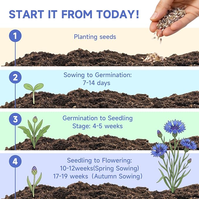 Groundio Bachelor Button Seeds Tall Blue, 6000+ Non-GMO Heirloom Cornflower Seeds, Friendly Flower Seeds Easy to Grow, Perfect for Wildflower & Pollinator Gardens (Centaurea cyanus)