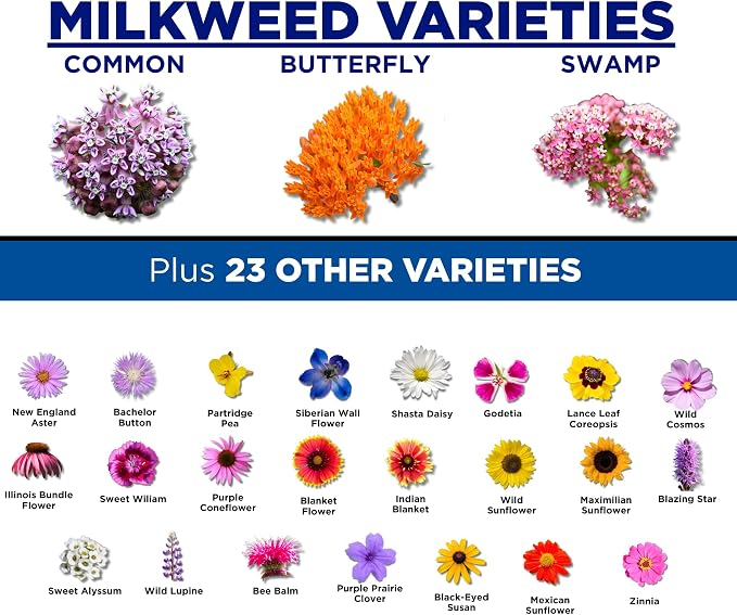 Monarch Butterfly Garden Kit with Milkweed Seeds–Perennial Flower Seeds to Plant Outside| 1/4 Pound Pure Bulk Wildflower Seeds | Garden Seeds for Attracting Pollinators | Seed Packets for Spring/Fall