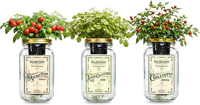 Salsa Garden Mason Jar Grow Kit (3 Pack) – Tiny Tim Tomato, Lemon Cilantro & Chiltepin Pepper – Indoor Hydroponic Herb & Vegetable Grow Kit – Windowsill Salsa Ingredient Garden