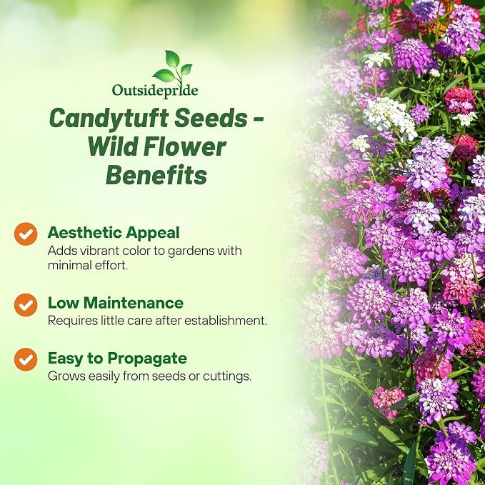 Outsidepride Wild Flower Candytuft Seeds - 1 lb. Annual Flower Seeds for Planting with Attractive Flowers, Easy to Grow & Drought Tolerant for Garden Ground Cover, Borders, & Edging