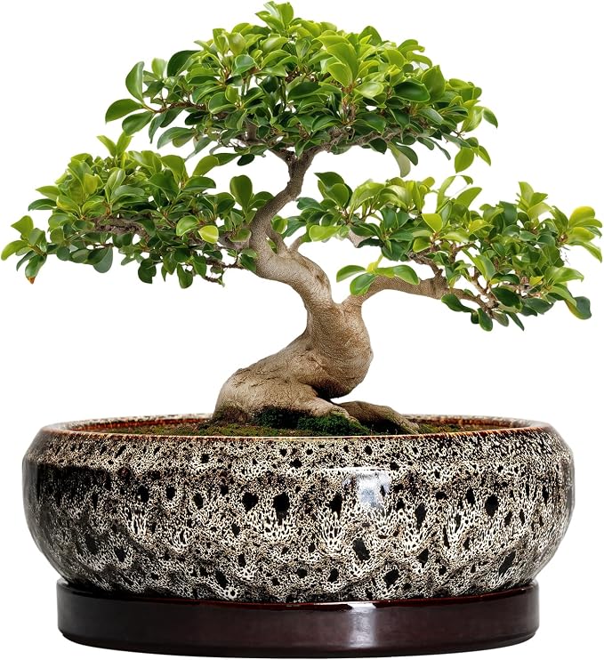 Bonsai Planter 13 Inch - Large Ceramic Succulent Planters, Shallow Plant Pot Indoor with Drainage Hole and Tray, Bonsai Pot, Round Bowl Planter Outdoor, House Decor, Housewarming Gift, White