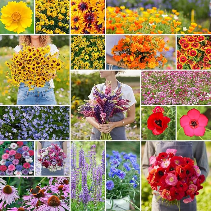 Eden Brothers Burst of Bloom Wildflower Mixed Seeds for Planting, 1/4 lb, 120,000+ Seeds with Cosmos, Black Eyed Susan | Attracts Pollinators, Plant in Spring or Fall, Zones 3, 4, 5, 6, 7, 8, 9, 10