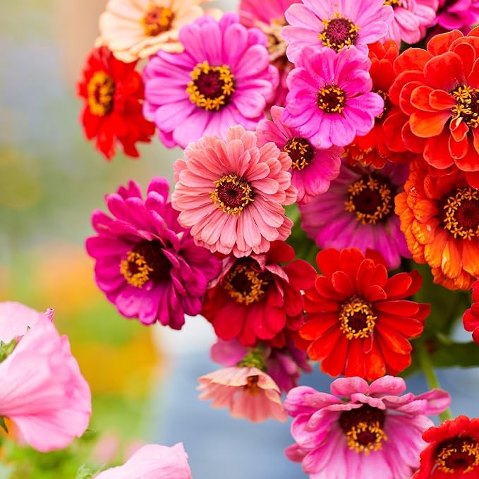 Eden Brothers Zinnia Seeds - Dahlia Flowered Mix, Non-GMO Seeds for Planting, Packet | Low-Maintenance Flower Seeds, Plant During Spring, Zones 3, 4, 5, 6, 7, 8, 9, 10