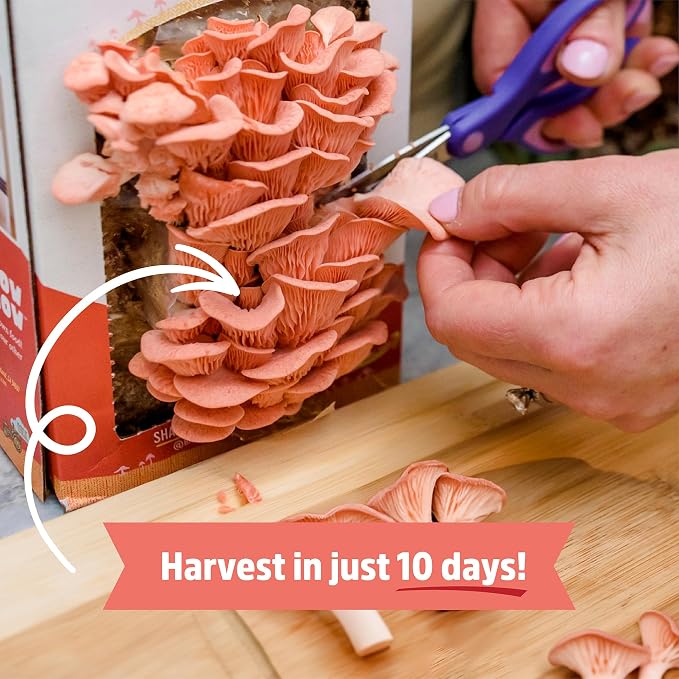 Back to the Roots Organic Pink Mushroom Grow Kit, Harvest Gourmet Mushrooms in 10 Days (Pack of 2)