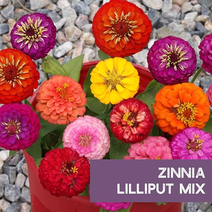Zinnia Seeds for Planting Outdoors - ~1,500 Lilliput Semi-Dwarf Zinnia Seeds - Dazzling 1-2" Lush Pompom-Like Dwarf Bulbs - Zinnia elegans Pollinator Seed Mix - Bright Annual Flower Seed Packets