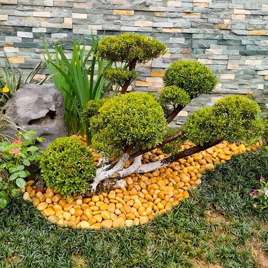 YISZM 40lbs Yellow River Rocks for Landscaping, 2-3 Inch Natural Pebbles for Indoor Plants, High Polished Decorative Stones Garden Outdoor and Indoor DIY Vase Filler Fish Tank Aquariums