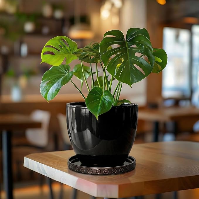 Eightpot Ceramic Plant Saucer 7.5 Inch, Plant Water Catcher Tray for Indoor Outdoors, Round Plant Plates to Catch Water, Boho Plants Drainage Tray, Decorative Plants Dishes to Catch Water, Black
