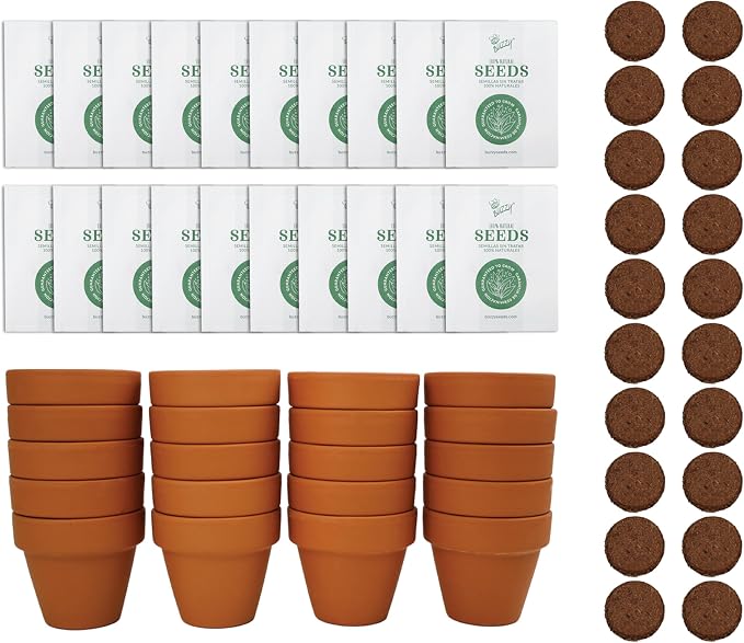 BUZZY Seeds Spruce Tree Grow Kit, Bulk 20-Pack - Mini Terracotta Pot Grow Set - Complete Indoor/Outdoor Gardening Kit with Seeds, Coconut Husk Growing Medium & Genuine Pots - 100% Grow Guarantee