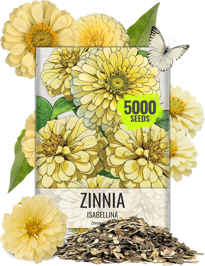 Seed Needs Zinnia Seeds Isabellina Fast Blooming 5,000 Seeds Bulk Pack