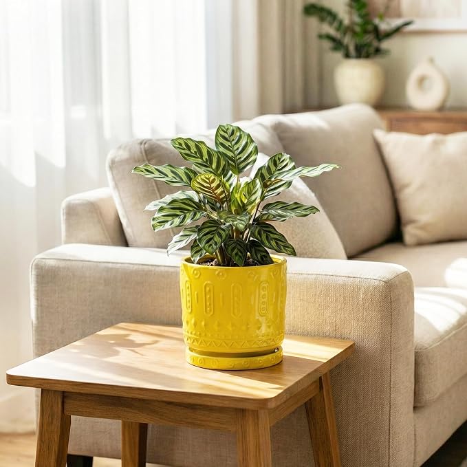 Eightpot Plant Trays for Pots 5.6 Inch, Plant Water Catcher Tray for Indoor Outdoors, Ceramic Plant Saucer, Round Plants Plate, Boho Plants Dishes to Catch Water, Decorative Flower Pot Trays, Yellow
