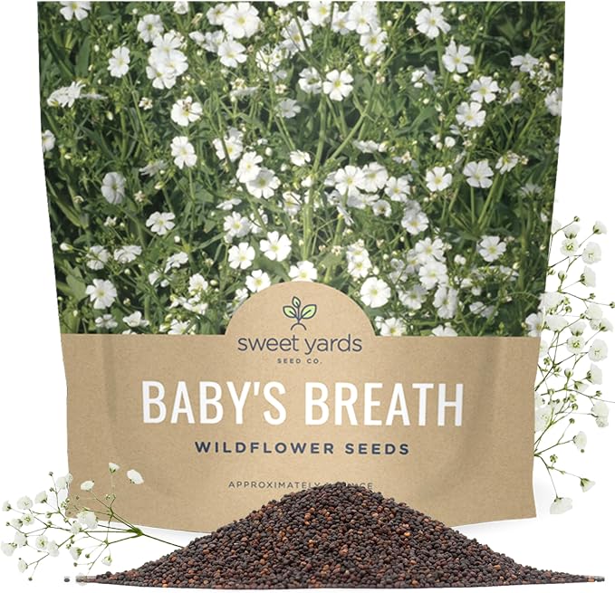 Showy Baby's Breath Seeds – Bulk Quarter Pound Bag – Over 80,000 Open Pollinated Non-GMO Wildflower Seeds – Gypsophila elegans – Quick Blooming White Flowers
