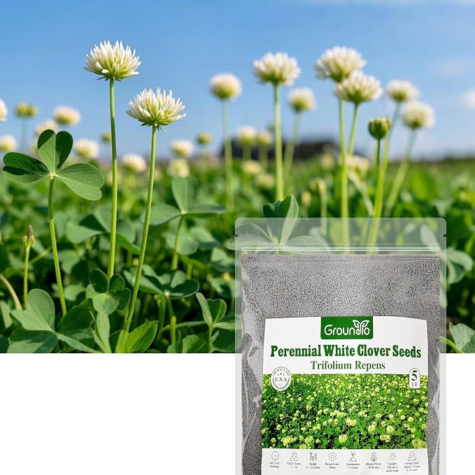 Groundio White Clover Seeds, 5 lbs, Perennial White Dutch Clover Seed for Lawn, Ground Cover, Nitrocoated and Inoculated, Attracts Pollinators(Trifolium Repens)