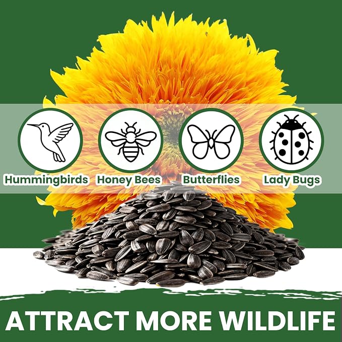 800+ Giant Teddy Bear Sunflower Seeds – Fluffy Double Yellow Petals – Extra Large Blooms, Open Pollinated, Easy to Grow for Outdoor Garden (Teddy Bear Sunflower)