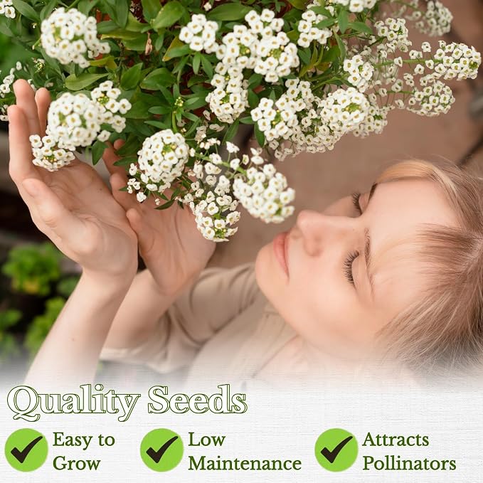 8000+ White Sweet Alyssum Seeds for Planting - Carpet of Snow Flower Seeds, Fragrant Annual Ground Cover, Lobularia Maritima for Garden Borders, Containers, Rock Gardens & Pollinator Habitats