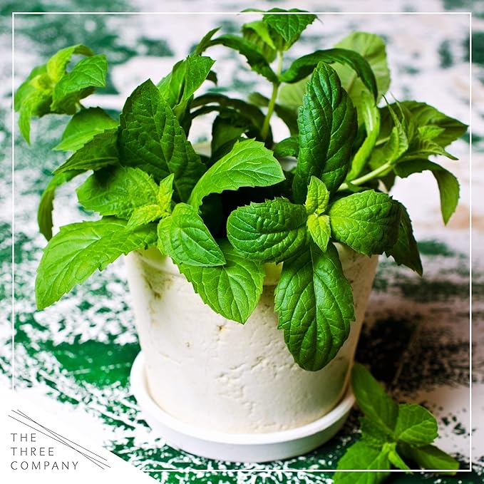 Live Herb - Mint (4 Per Pack), Aromatic and Health Enhancer, Naturally Improves Breathing and Air Quality, 8" Tall by 4" Wide