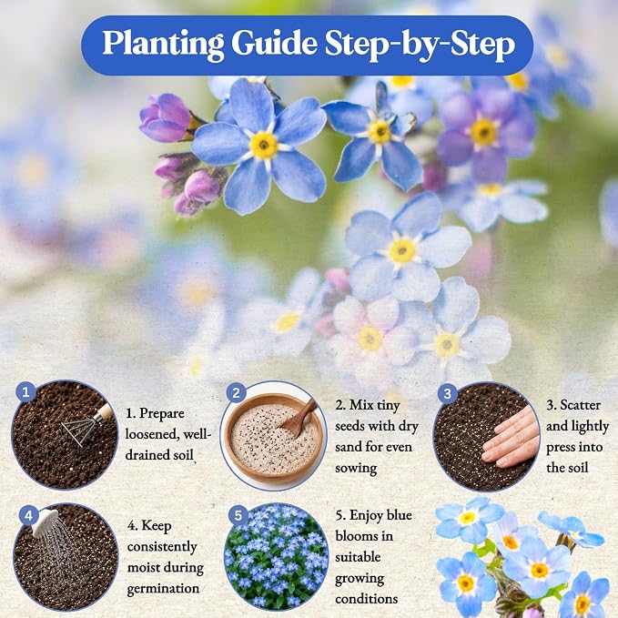 10,000+ Forget-Me-Not Seeds Bulk for Planting - Cynoglossum amabile Blue Flower Seeds, Large Pack for Cottage Gardens, Beds, Borders & Naturalized Areas, Pollinator Friendly