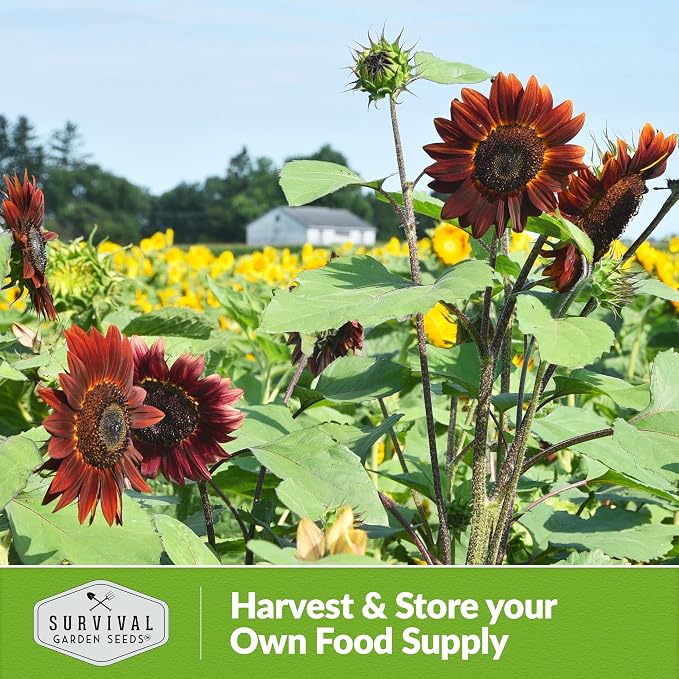 Chocolate Cherry Sunflower Seeds for Planting | Rare Burgundy Black Blooms, 6-7ft Giant Non-GMO Heirloom Flower - Survival Garden Seeds (3 Packs)