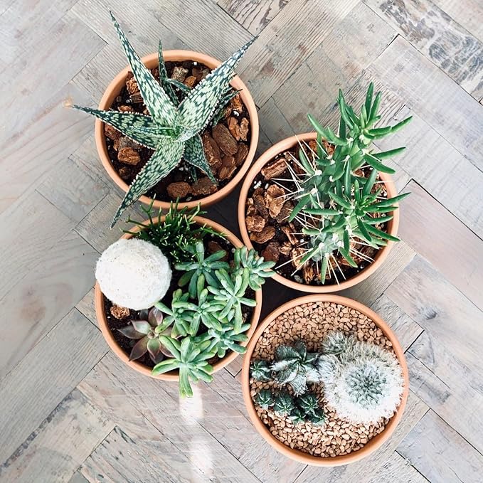 HERDUK Shallow Terracotta Pots 5 inch, Pack of 6 Clay Pots for Plants with Drainage Holes and Saucers, Mini Nursery Plant Pots for Seed, Succulents, Cactus, Indoor,Outdoor
