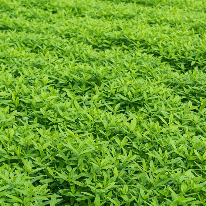 Mountain Valley Seed Co No-Till Farm and Garden Cover Crop Mix Seeds | 25 Lbs Bulk - Blend of Gardening Cover Crop Seeds: Hairy Vetch, Daikon Radish, Forage Collards, Triticale, More
