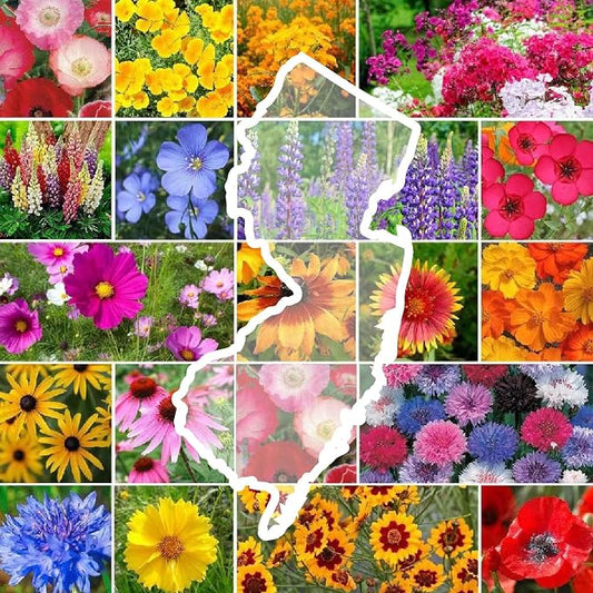 Eden Brothers New Jersey Wildflower Mixed Seeds for Planting, 1 oz, 30,000+ Seeds with Cornflower, Coneflower | Attracts Pollinators, Plant in Spring or Fall, Zones