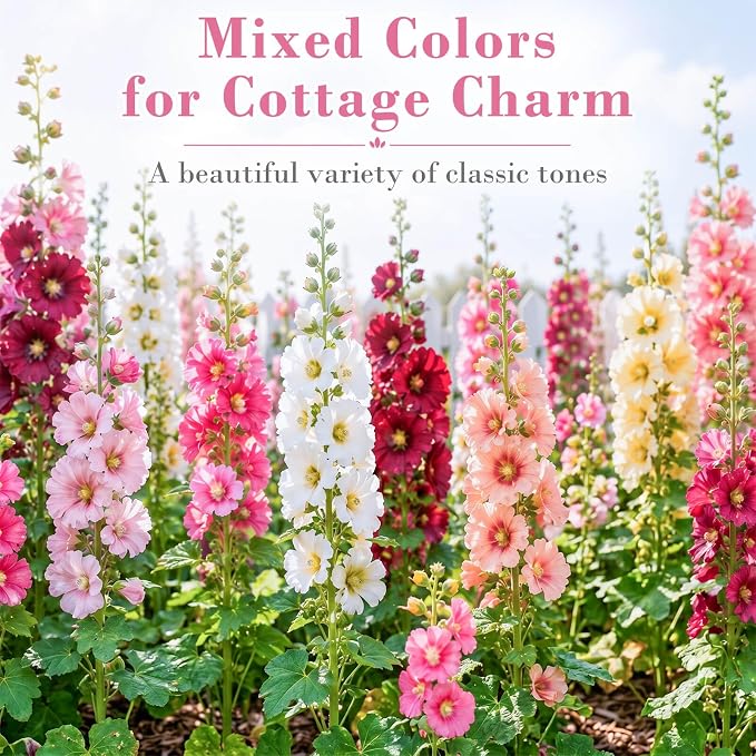 5000+ Hollyhock Seeds Bulk Pack - Mixed Color Tall Cottage Garden Blooms, Outdoor Flower Seeds for Fence Line Borders, Full Sun to Partial Shade