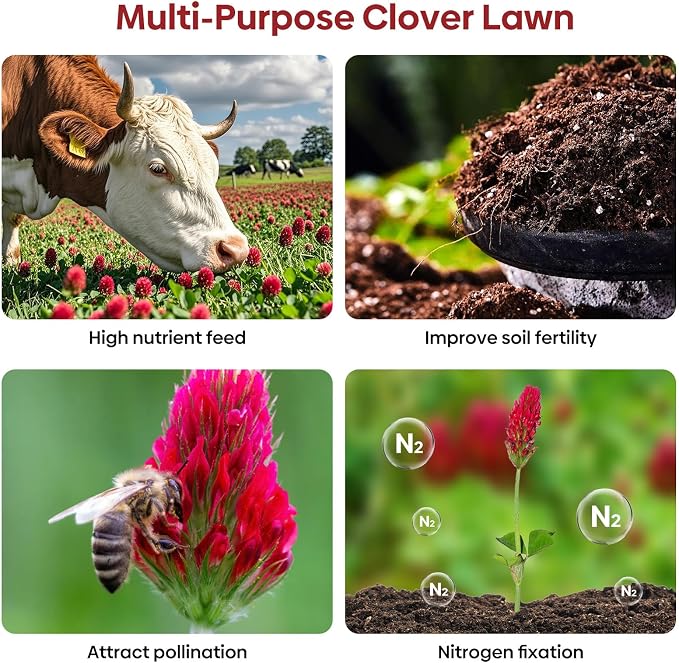 Groundio Annual Crimson Clover Seeds, 2 lbs, Trifolium Incarnatum Seeds for Lawn, Attracts Pollinators, Nitrocoated and Inoculated Seeds for Garden(Trifolium Repens)