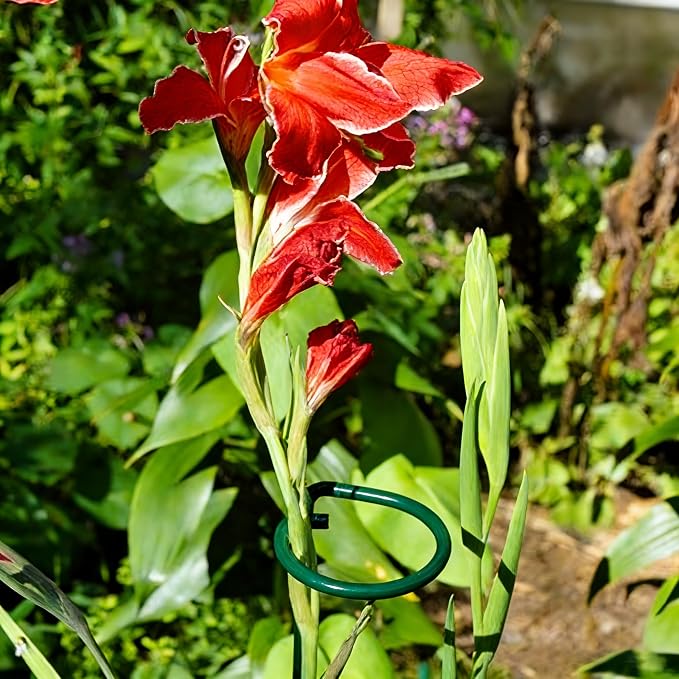 20 Pieces 24 inch Green Single Stem Plant Stakes Flower Support Rings,Gardening Planter Cages for Single Stem Flowers, Amaryllis, Peony, Lily,Narcissus