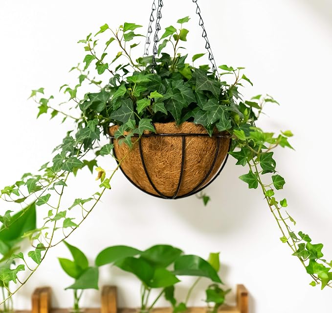 Kingbuy 8" Metal Hanging Basket for Small Succulents & Herbs – 5" Depth Rust-Resistant Wire with Coconut Liner & Chain for Kitchen Window, Balcony & Small Spaces - 1 Pack