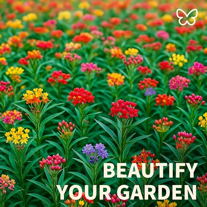 720+Mix Milkweed Seeds (Asclepias) for Monarch Butterflies - 6 Individual Varieties Perennial Wildflower Colorful Pollinator Garden (Each pack120+ Seeds)., Easy to Grow for Backyard & More