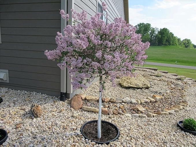 3-Pack 24-inch Tree Planting Rings – Deep Root Watering Basin & Edging.