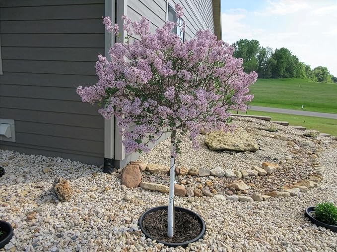 6-Pack 24-inch Tree Planting Rings – Deep Root Watering Basin & Edging.