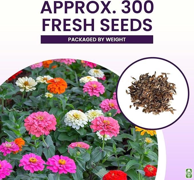 Mixed Zinnia Seeds for Planting Outdoors - 300 Fresh Seeds - Cut-and-Come-Again Zinnia Flowers - Grown in the USA