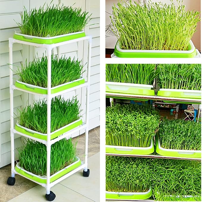 4 Layers Sprout Trays with Extra Strength Plastic Shelf Soil-Free Healthy Wheatgrass Seeds Grower & Storage Trays for Garden Home Office | BPA Free PP Soil-Free Hydroponic Growing & Storage Trays for Mung Beans, Microgreens, Wheatgrass for Home, Indoor...