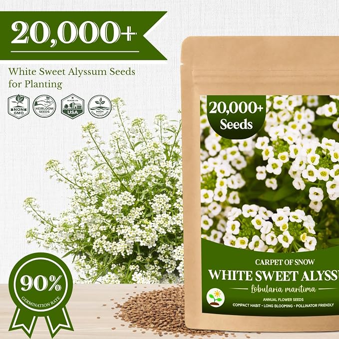 20,000+ White Sweet Alyssum Seeds for Planting - Pure White Carpet of Snow Flowers, Low-Growing Lobularia Maritima for Borders, Beds, Containers & Pollinator Gardens
