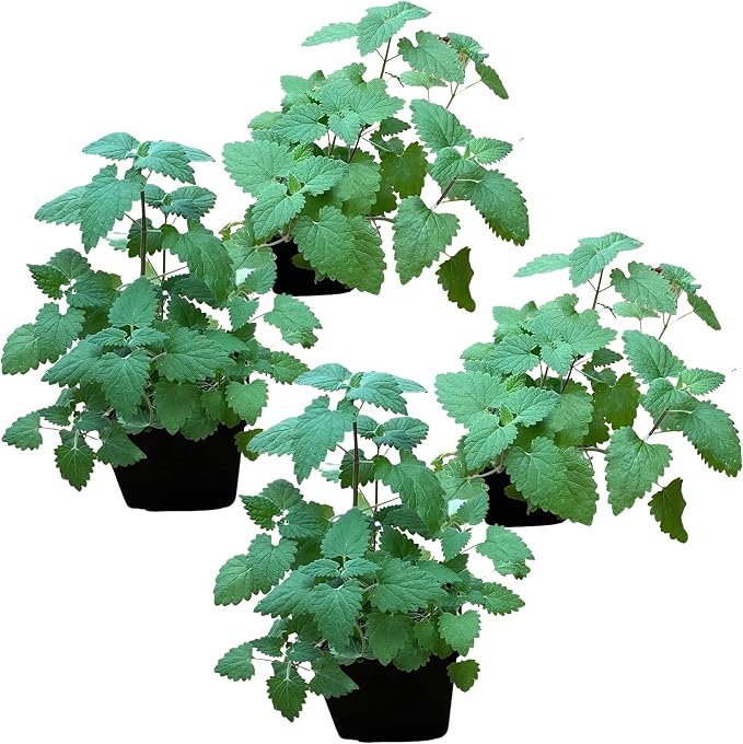 Live Herb - Catnip (Nepeta) (4 Per Pack), Aromatic and Cat Enrichment, Helps Reduce Cat Stress and Anxiety, 8" Tall by 4" Wide in 1 Pint Pot