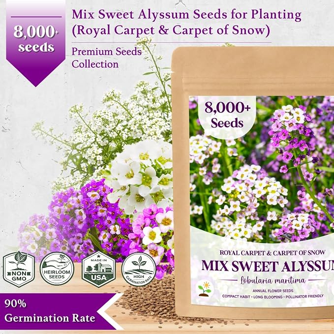 8000+ Purple & White Sweet Alyssum Seeds for Planting - Mixed Alyssum Flower Seeds, Fragrant Ground Cover for Outdoor Gardens, Borders, Containers & Rock Gardens, Attracts Bees & Butterflies