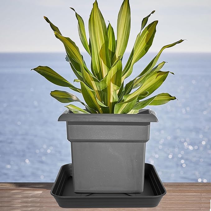 6 Inch 4 Pack Square Plant Saucer Tray, Heavy Duty Plastic Plant Saucers for Indoors Outdoor, Flower Planter Drip Trays for Pots, 6 8 10 12 14 16 18 20 inch, Growing Trays (6"-Black)