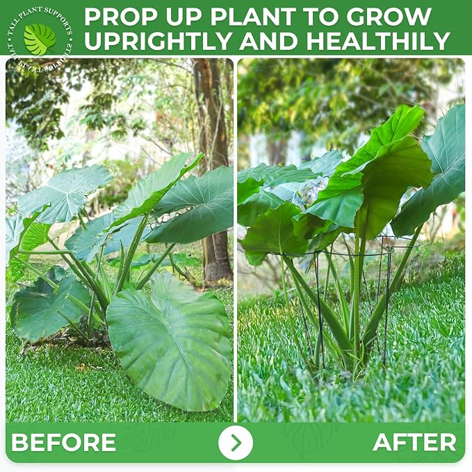 LEOBRO Plant Support Plant Stakes, 6pcs Peony Cages and Supports, Metal Garden Stakes Plant Supports, Plant Support Stakes, for Peony, Tomato, Hydrangea, Indoor Outdoor Plants, 10" W x 24" H