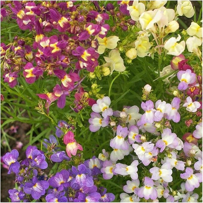 Seed Needs Fairy Bouquet Baby Snapdragon Seeds to Plant Flowers 1 Pack