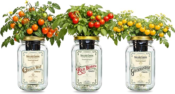 Micro Tomato Mason Jar Garden Kit (3 Pack) – Red Robin, Orange Hat & Gourmandise – Indoor Hydroponic Windowsill Tomato Grow Kit – Complete Jar Garden Starter Set