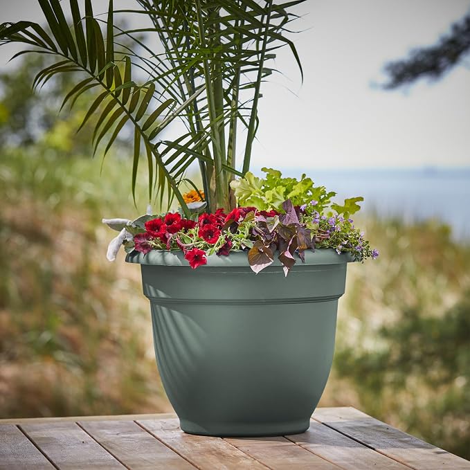 Bloem Ariana 16" Self-Watering Plastic Planter - Rolled Rim Indoor/Outdoor Garden Pot, Basil, 2-Pack