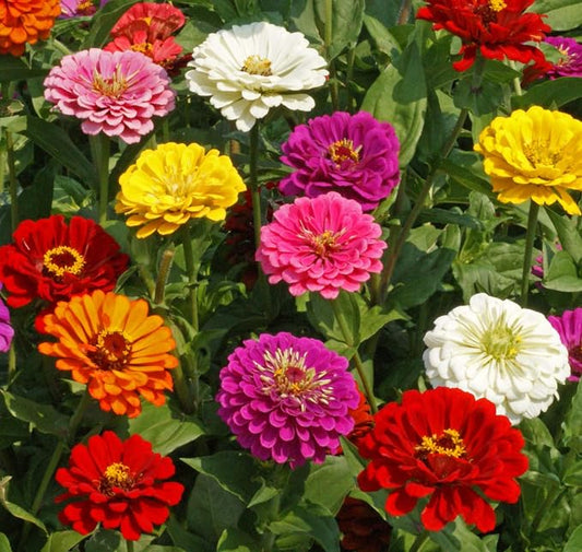 Zinnia California Giant Mix Nice Garden Flower Seeds By Seed Kingdom Bulk 5 Lb Seeds