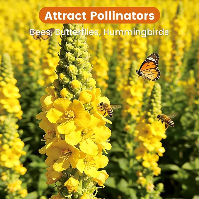 10,000+ Mullein Seeds for Planting(Verbascum Thapsus), Organic Heirloom Flower Seeds for Pollinator Gardens, Medicinal Herbs, Landscaping, Easy to Grow, Indoor Outdoor Growing