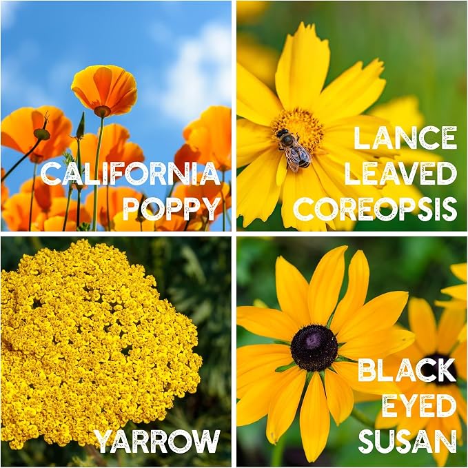 Mountain Valley Seed Co Wildflower Seeds Bulk - Meadow Wildflower Seed Mix | 5 Lbs Bulk, Annual & Perennial Wildflowers Seeds for Planting, Wildflower & Grass Garden Mixture