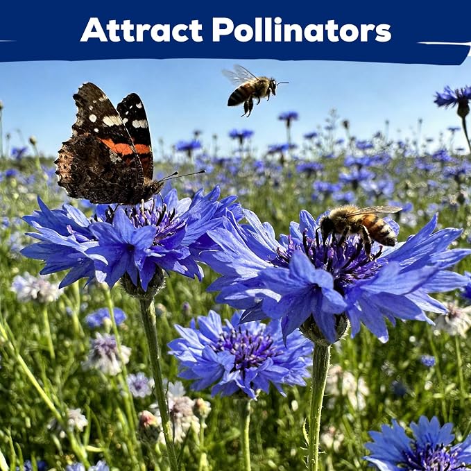6000+ Cornflower Seeds Perennial for Planting – Blue Bachelor Button Seeds, Pollinator Friendly Flower Seeds for Outdoor Garden, Attract Bees & Butterflies
